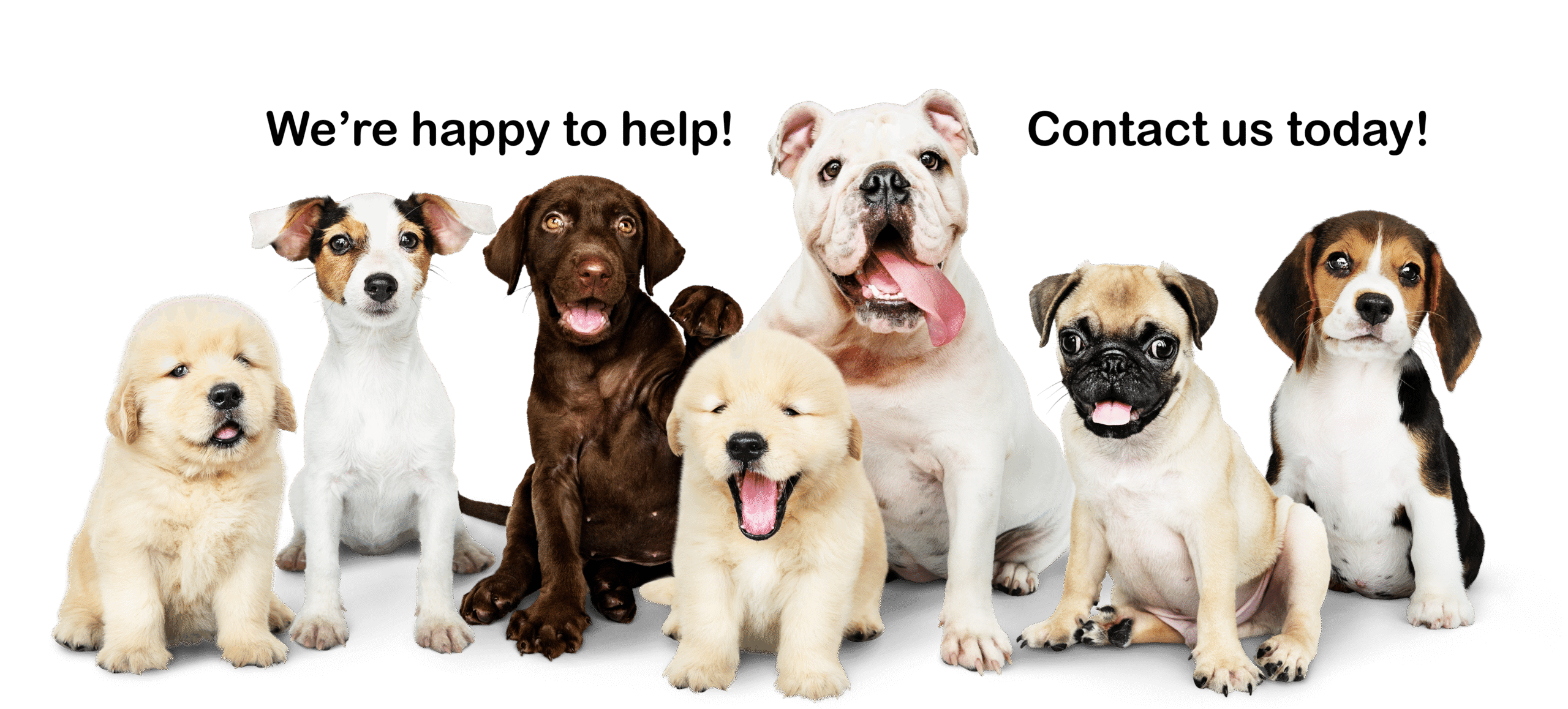 Contact Us Dog Poop Removal Delaware