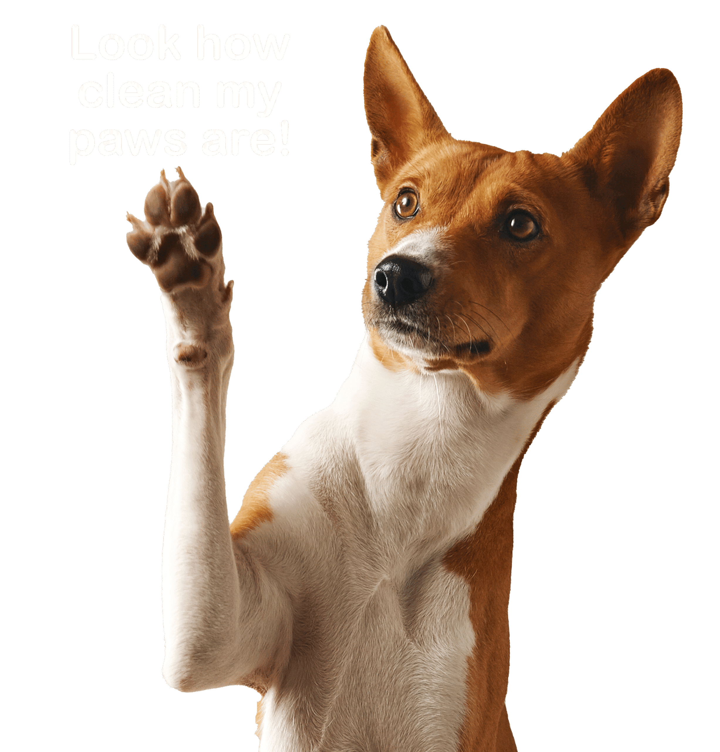 PPP Header Pet Waste Removal Delaware